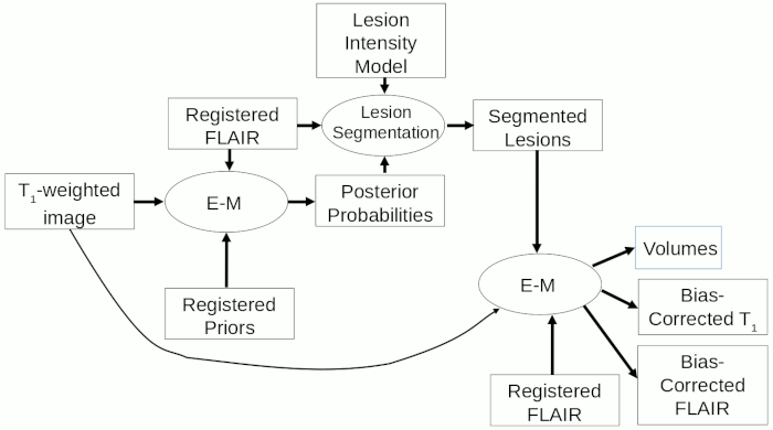 Flow chart for cross-sectional brain atrophy assessment with
                      lesions